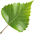 Birch leaf